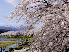 桜堤