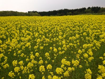 菜の花畑