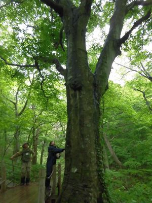 八峰町「留山」～白神山地の自然林を感る森～