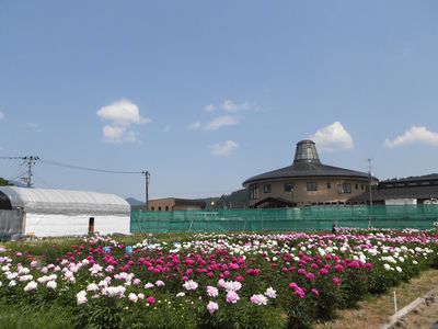 小町芍薬苑～満開の芍薬～