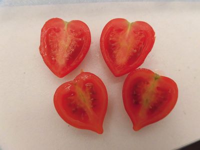 「恋ベリー」～ハート型甘いトマトの産地化を目指す