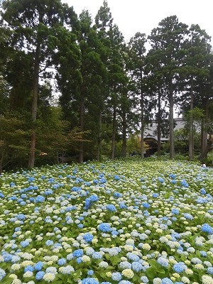 雲昌寺で限定ババヘラアイス！