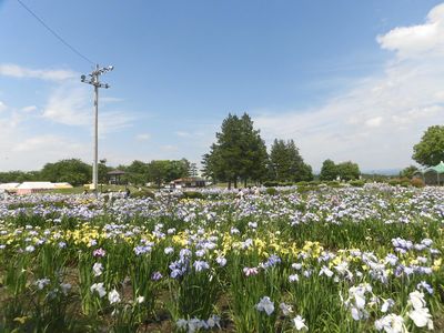 浅舞公園「あやめまつり」～おもてなし隊の皆さん～