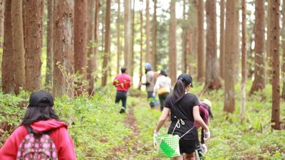 山菜採り