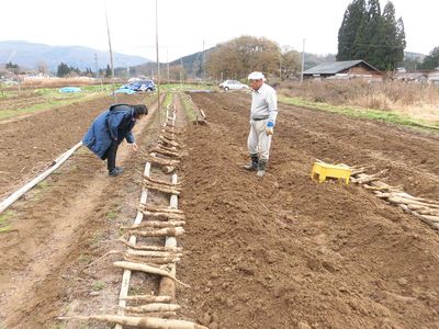 長芋　並ぶ