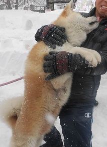 秋田犬