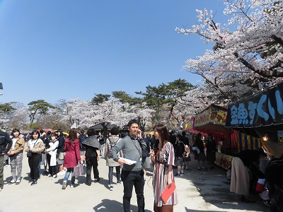 桜満開！！千秋公園