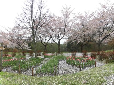 桜と　チューリップ