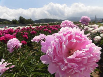 満開の芍薬と「芍薬だんご」～小町芍薬苑～