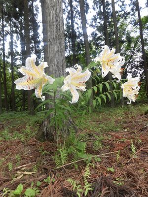 岩見三内に咲く山ユリ～山ユリの会～