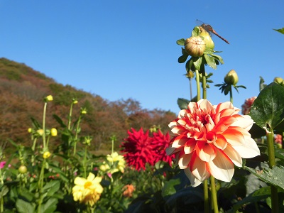 秋田国際ダリア園11月4日まで！