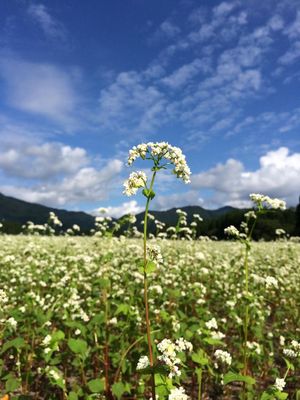 白いそばの花