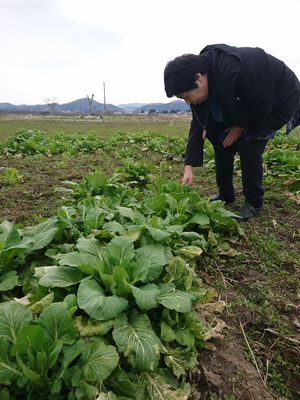 ラジパル日記 貝沢ふくだち菜 秋田の伝統野菜 Abs秋田放送