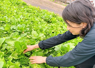ラジパル日記 貝沢ふくだち菜 秋田の伝統野菜 Abs秋田放送