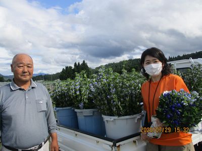 霊峰鳥海山で育まれる花「鳥海りんどう」