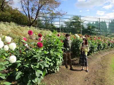 「秋田国際ダリア園」11月3日まで！