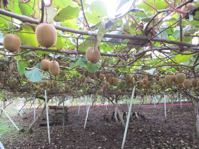 ラジパル日記 秋田産 キウイフルーツ 三種町 元ちゃん農園 Abs秋田放送