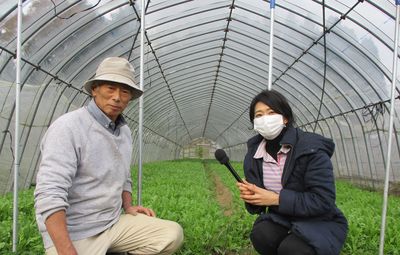 サラダで食べて美味しい「春菊」～伊藤農園～