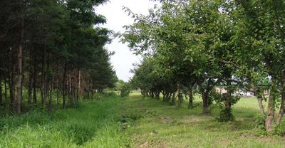 山菜の宝庫　４区