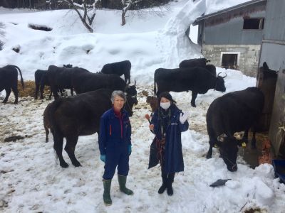 仔牛が誕生☆大仙市大沢郷　佐々木義実さんの牛さん☆