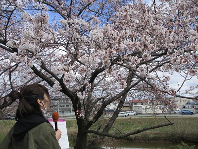 桜前線到来！秋田市、サクラの開花を発表！
