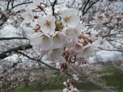 桜咲いたかな！？大川端帯状近隣公園。