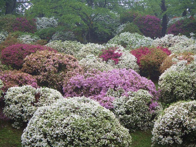 千秋公園のつつじが綺麗ですよ