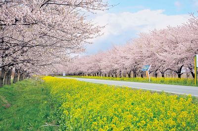 日本を元気に！あなたの街のささえびと～大潟村耕心会～