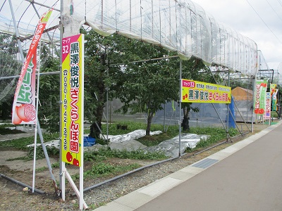 今が食べごろ！十文字のサクランボ園