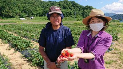 【ふるさとACTION】湯沢市　露地栽培のいちご　