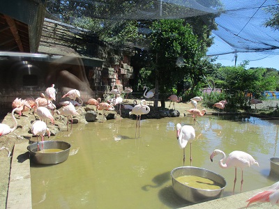 大森山動物園～あきぎんオモリンの森「オモリンど～こだ？」