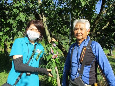 完熟プルーン狩り～湯沢市　三浦果樹園～