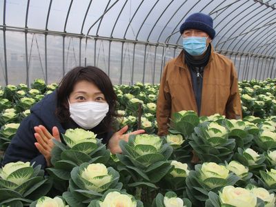 葉牡丹の彩　～秋田市　ナラ農場～