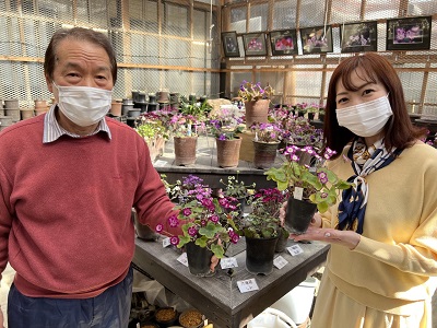 春を告げる花「雪割草」