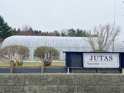 秋田市にあるJUTASの無加温イチゴ試験ハウス