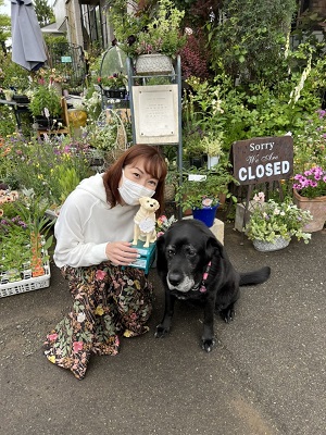 盲導犬の引退犬ジャスミン。