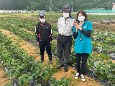 湯沢市いちご～露地栽培の夏いちご～