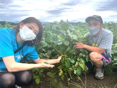 おとも農園の枝豆～秋田市下新城～