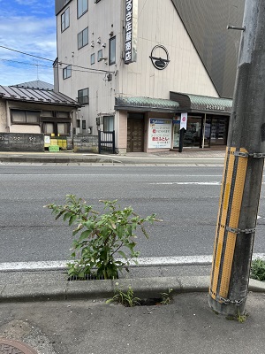 排水溝の「ど根性〇〇」発見！