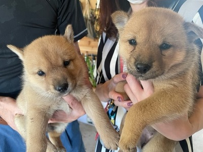 北海道犬の赤ちゃんが産まれたよ！！