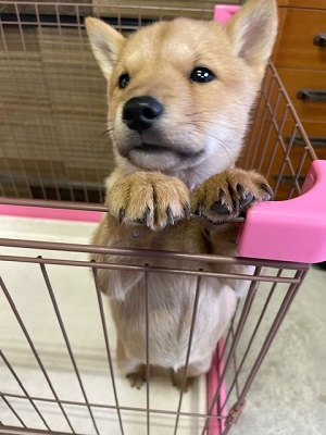 秋田で初の天然記念物北海道犬の展覧会が開かれるよ！