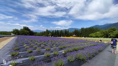 美郷町ラベンダーまつり