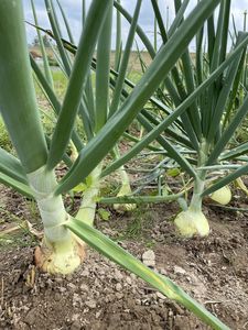 旬の野菜で元気をチャージ！