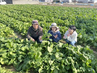 収穫最盛期！「仁井田菜」