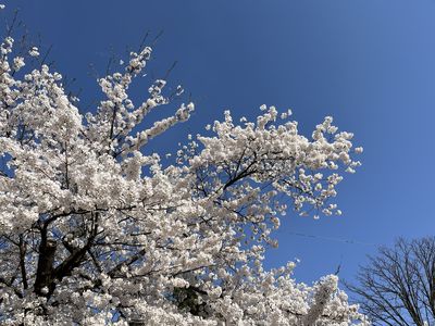 千秋公園で街頭インタビュー！