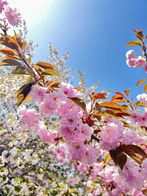 「第４０回　黄桜まつり」