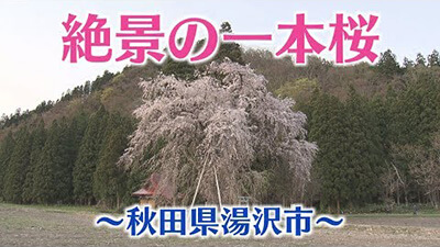 【秋田　桜の名所】湯沢市・おしら様