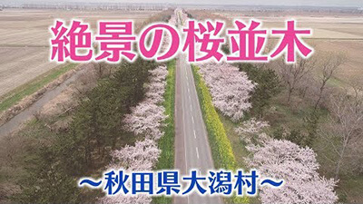 【秋田　桜の名所】大潟村・菜の花ロード