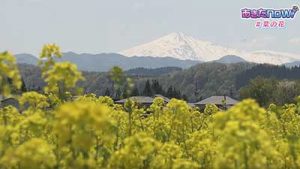 絶景！菜の花畑