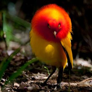 嶋田忠 野生の瞬間　華麗なる鳥の世界